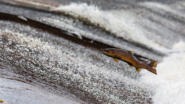 Salmon swimming upstream