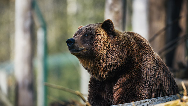 BetaShares Bear funds - your questions answered