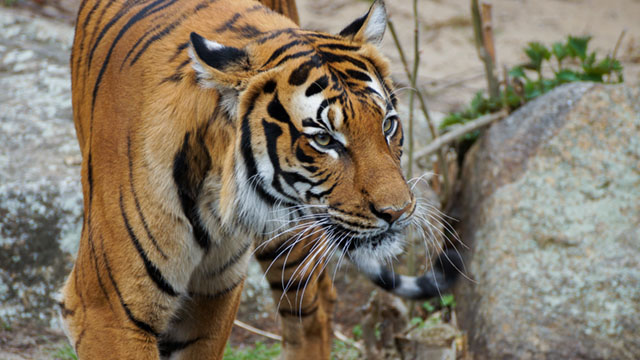 Asian tech: Tiger amongst the bears